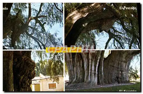 Cartes postales moderne Mexico Arbol del Tule