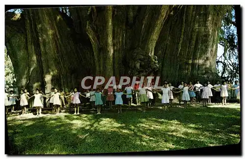 Cartes postales moderne Mexico Ninos demuestran lo Enorme del Arbol del Tule