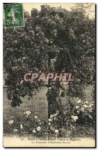 Cartes postales Bois de Boulogne Parc de Bagatelle La roseraie l&#39ombrelle fleurie