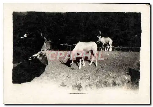 Photo Exposition Coloniale Paris 1931 Antilopes