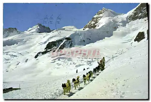 Cartes postales moderne Jungfraujoch Polarhunde Mit Gletscherhorn Unr Rottalhorn Chiens de traineau