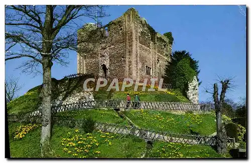 Cartes postales moderne Daffodil Time At Guildford Castle