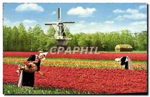 Cartes postales moderne Holland Bloemenland Molealand Land Of Flowers and Wind Mills Land der Moulin