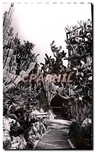 Cartes postales moderne Le Jardin Exotique de Monaco Cereus paraguemis Opunti sulfurea