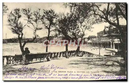 Cartes postales Biarritz La Grande Plage A Travers Les Tamaris