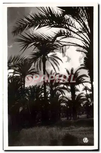 Cartes postales moderne L&#39Afrique Du Nord Pittoresque La Palmeraie Au Crepuscule