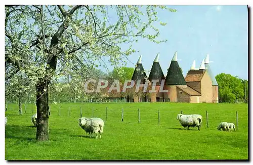 Moderne Karte Kent In Springtime Moutons