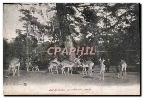 Cartes postales Antilope Cervicapra Inde