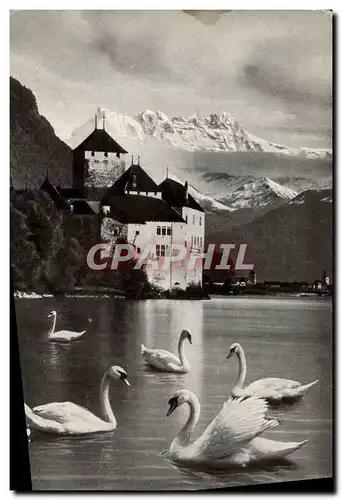 Cartes postales moderne Montreux Chateau De Chillon Et Les Dents Du Midi Cygnes