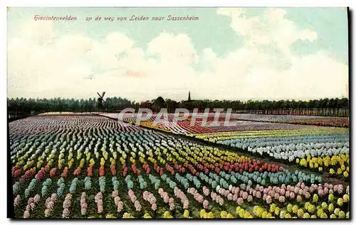 Cartes postales moderne Hiacintenvelden De Weg Van Leiden Naar Sassenheim