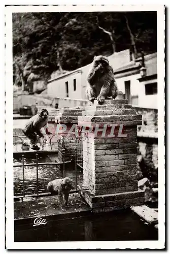 Cartes postales moderne Blida Les Gorges De La Chiffa a L&#39Hotel Du Ruissau des Singes