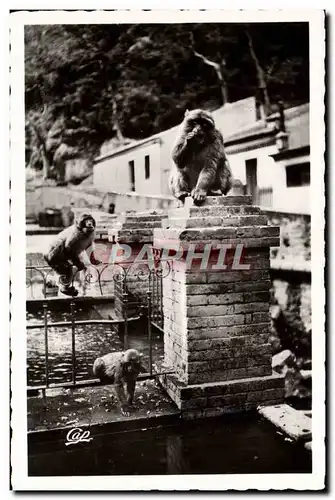 Moderne Karte Blida Les Gorges De La Chiffa a L&#39Hotel Du Ruissau des Singes