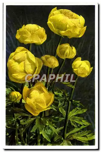 Cartes postales moderne Fleurs Trolius europaeus Trolle d&#39Europe