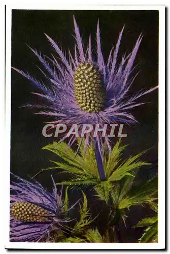 Cartes postales moderne Fleurs Eryngium Alpinum