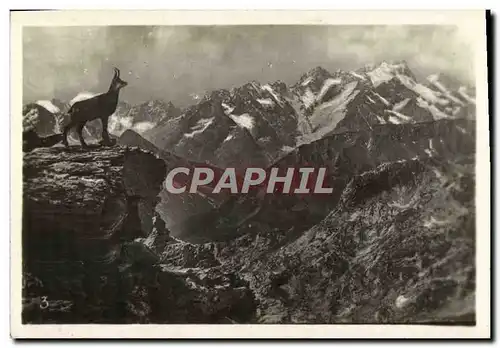 Cartes postales moderne Montagne Chamois