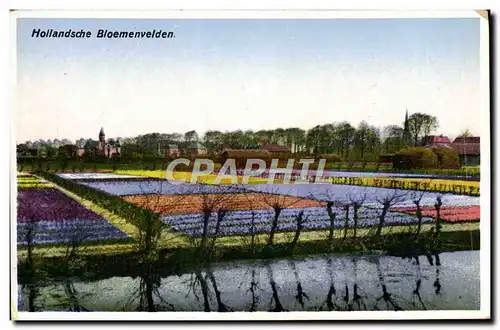 Ansichtskarte AK Hollandsche Bloemenvelden