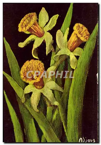 Cartes postales Fleur Narcissus Bicolor