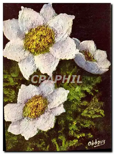 Cartes postales Fleur Anemone Alpena