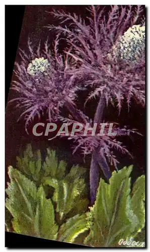 Cartes postales Fleur Eryngium Alplnum