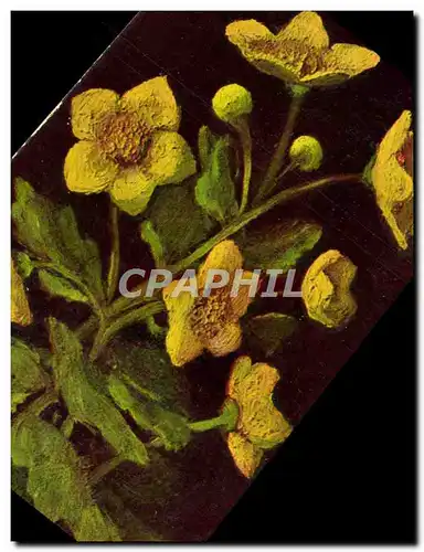 Cartes postales Caltha Palustris Boutons d&#39or Fleur