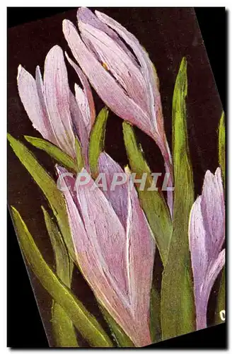 Cartes postales Bulbocodium Vernum Fleur Colchique