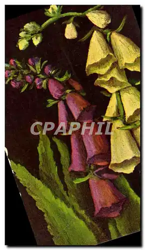 Ansichtskarte AK Digitalis Purpurea Et Ambigua Digitales Fleur