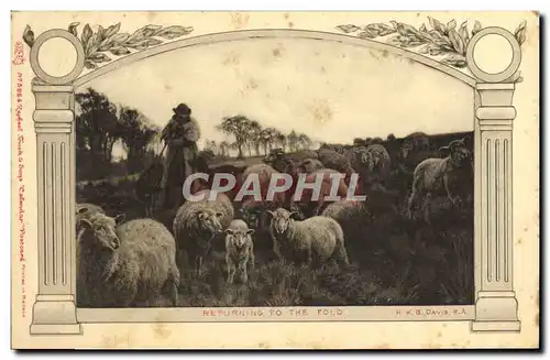 Cartes postales Returning To The Fold Davis Moutons