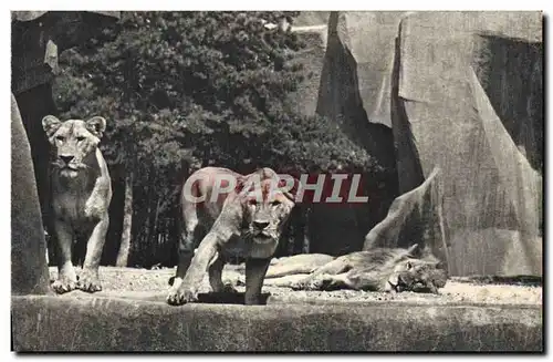 Cartes postales moderne Lion et lionnes sur leur plateay Vincennes Zoo Paris