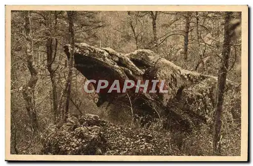 Ansichtskarte AK Fontainebleau La foret Le vautour Rapace