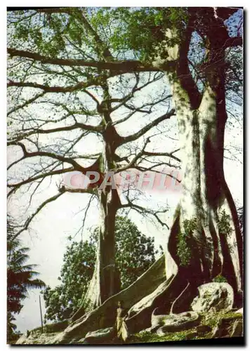 Cartes postales Arbre Cotton Trees