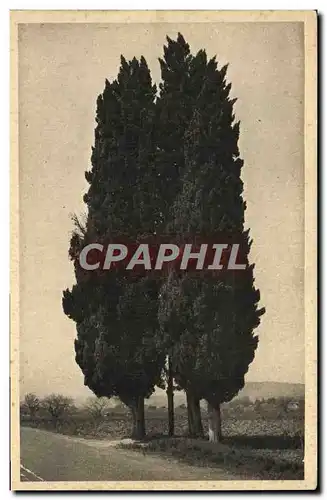 Cartes postales Saint Raphael Les Trois Cypres