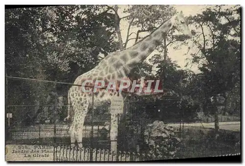 Cartes postales Paris Jardin des Plantes La girafe Zoo