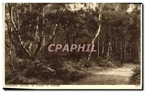 Cartes postales Wimbledon Common An Avenue of Birches