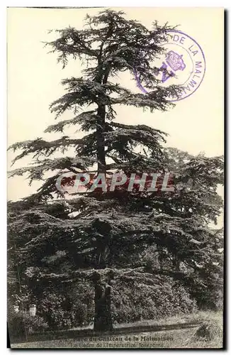 Cartes postales Chateau de la Malmaison Le cedre de l&#39imperatrice Josephine