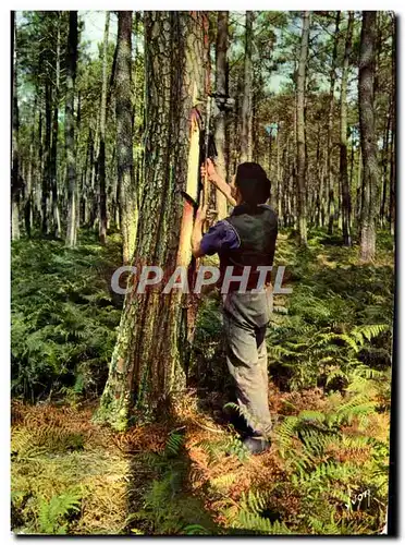 Cartes postales moderne Couleurs et lumiere de France Les Landes Resinier dans la foret de Pins Folklore