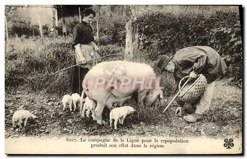 Ansichtskarte AK La Campagne de la Ligue pour la Repopulation Produit son effet dans la region Cochon Porc Truffe
