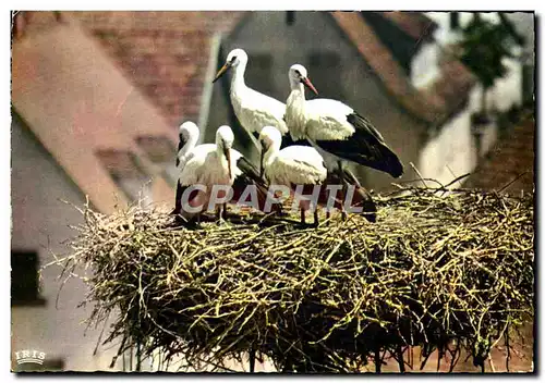 Moderne Karte L&#39Alsace Pittoresque Nid de Cigognes oiseaux