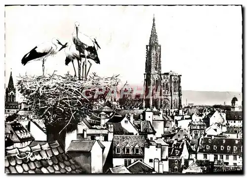 Cartes postales moderne Strasbourg Vue generale et le Nid de Cigognes