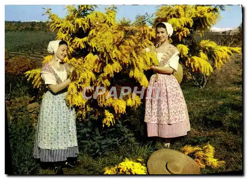 Moderne Karte Reflets De La Cote d&#39Azur Academie Provencale De Cannes Cueillette de mimosas Folklore