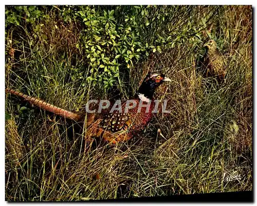 Cartes postales moderne En Sologne Rencontre Perdrix Oiseau