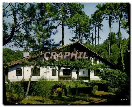 Cartes postales moderne Villa Landaise au milieu Des Pins Landes