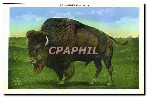 Cartes postales Buffalo New York
