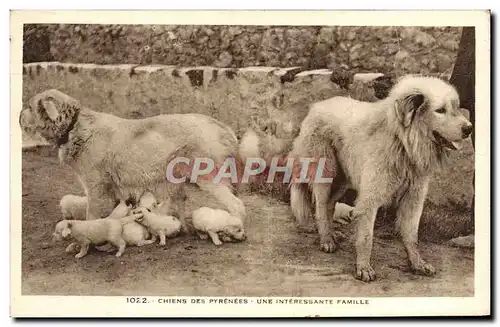 Cartes postales Chiens Des Pyrenees Une Interessante Famille Chien Chiot chiots