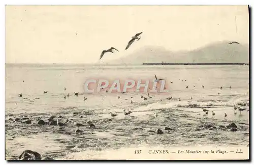 Cartes postales Cannes Les Mouettes Sur La Plage