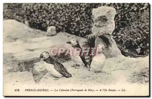 Ansichtskarte AK Perros Guirec Les Caluclots Perroquets de mer A l&#39ile Rouzic Oiseaux