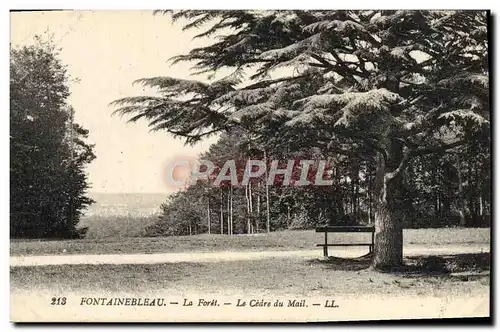 Cartes postales Fontainebleau La Foret Le Cedre Du Mail