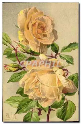 Cartes postales Fantaisie Fleurs Rose Lady Hillingdon