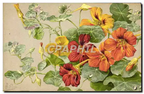 Cartes postales Fantaisie Fleurs Capucines