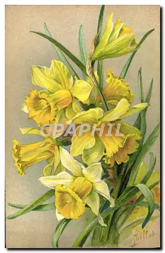 Cartes postales Fantaisie Fleurs Jonquilles