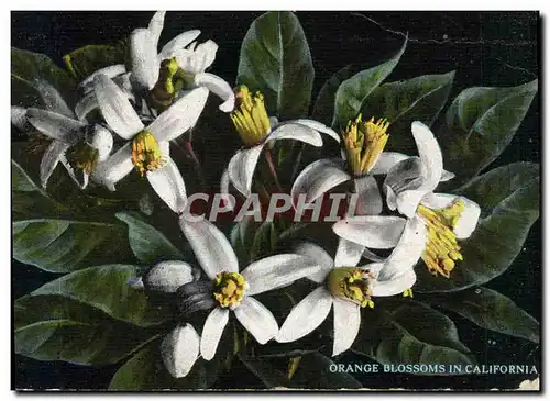 Cartes postales Orange Blossoms In California